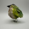 New Zealand Rifleman (Mom's Bird)