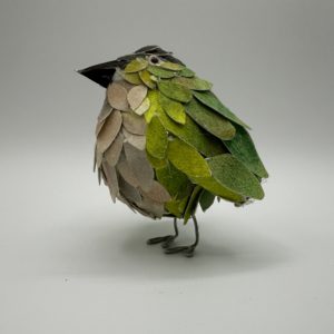 New Zealand Rifleman (Mom's Bird)