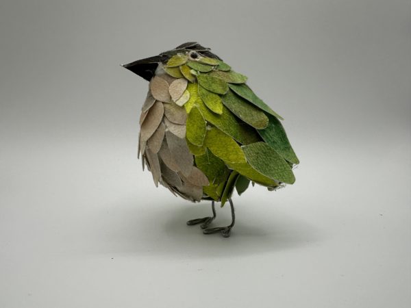 New Zealand Rifleman (Mom's Bird)